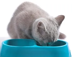 Овесени котки