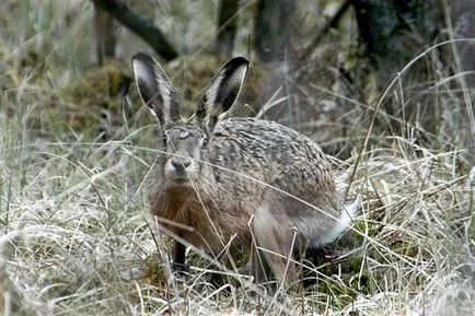 Хънт за заек без заек хрътка лов samotopom на проследяване и