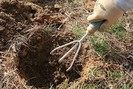Характеристики на растежа на растенията, хмел засаждане, грижи, отглеждане