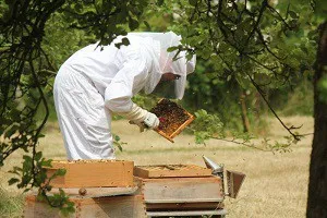 Apiary пчеларство като бизнес, продажба на мед