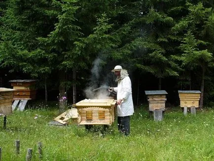 Пчеларски като бизнес плюсове и минуси, основните нюансите на бизнес плана, както и рентабилността на пчелина