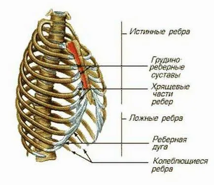 Счупени ребра симптоми, диагностика, лечение, оказване на първа помощ, здравни азбука