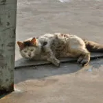 Защо котките не могат свинско, около котката