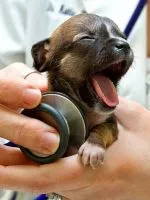 Защо не мога кучета свинско
