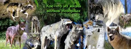 Силови вълци