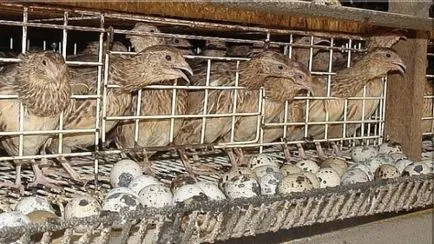 Защо пъдпъдъци кълват помежду си, не бързайте, плешив или да падне на краката си