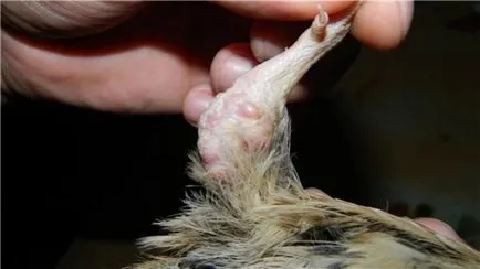 Защо пъдпъдъци кълват помежду си, не бързайте, плешив или да падне на краката си