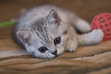 Защо котката отказва да котенца след раждането (котенца) Защо котката отказва да котенца след раждането
