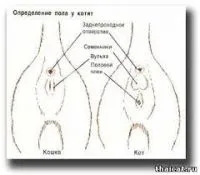 Пубертета котки възраст, симптоми и етапи