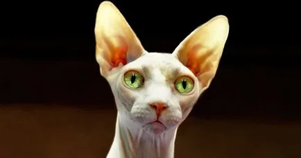 Cat порода Sphynx - грижа и поддръжка (грижи) Cat порода Sphynx - грижа и поддръжка