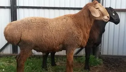 Sheep порода видове, описания, насоки за избор на