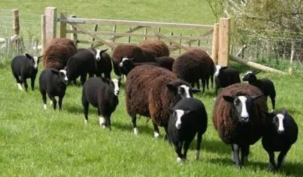 Sheep порода видове, описания, насоки за избор на