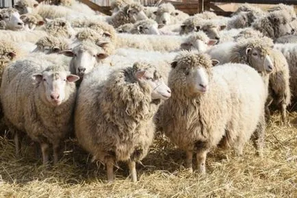 Sheep порода видове, описания, насоки за избор на