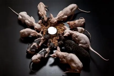 Cat порода Sphynx - грижа и поддръжка (канадски) Cat порода Sphynx - грижа и поддръжка
