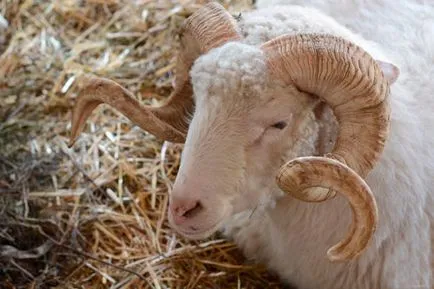 Sheep порода видове, описания, насоки за избора