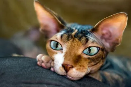 Cat порода Sphynx - грижа и поддръжка (Сфинкса) Cat порода Sphynx - грижа и поддръжка