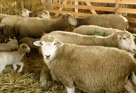 Sheep порода видове, описания, насоки за избор на