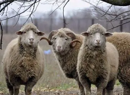 Sheep порода видове, описания, насоки за избора