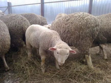 Sheep порода видове, описания, насоки за избор на