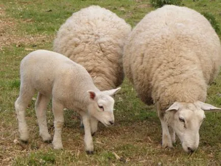 Sheep порода видове, описания, насоки за избора