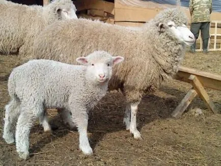 Sheep порода видове, описания, насоки за избор на