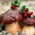 Стръв за шаран със собствените си ръце