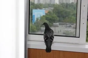 Влезте - гълъб летял до балкона