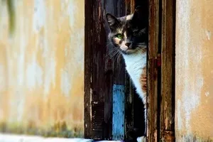 Влезте - котка на прага