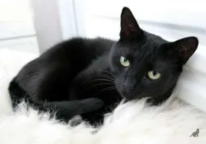 Признаци за котки, които се казва в разпространеното схващане (котка умира у дома) Признаци за котки, които се казва в разпространеното схващане
