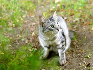 Признаци за котки, които се казва в разпространеното схващане (на домакините, свързани с признаци) Признаци за котки, които се казва в разпространеното схващане