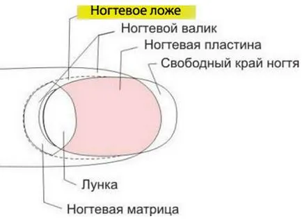 Правилната форма на ноктите