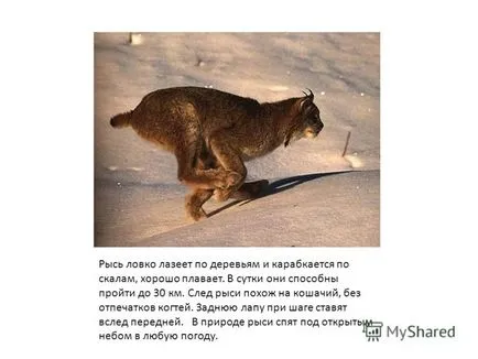 Представяне на рис месоядни бозайник