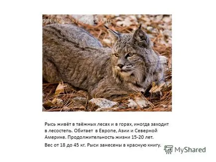 Представяне на рис месоядни бозайник