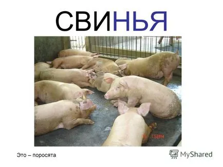 Представяне на някой, който дава домашни любимци за деца на 2-4 години Мили родители