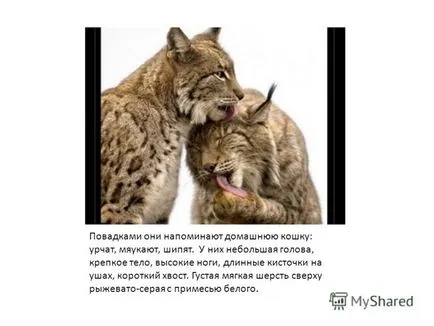 Представяне на рис месоядни бозайник