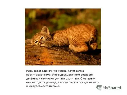 Представяне на рис месоядни бозайник