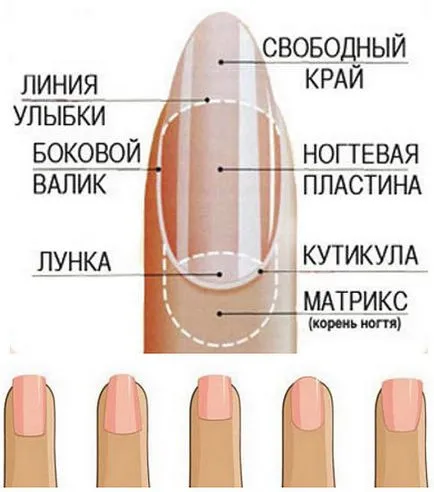 Правилната форма на ноктите