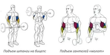 Програмата за обучение за мускулна набиране с ефективни упражнения