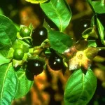 Belladonna (belladonna) - leírása, tulajdonságai és alkalmazása