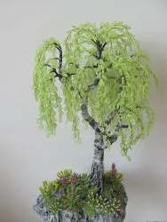 Birch gyöngy