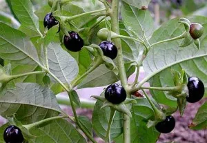 Belladonna (belladonna) - leírása, tulajdonságai és alkalmazása
