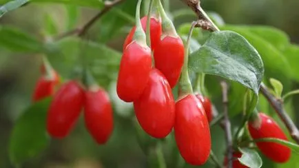 Borbolya ültetés és gondozás, hasznos tulajdonságok és ellenjavallatok (hasznos) Borbolya ültetés és gondozás, hasznos tulajdonságok és ellenjavallatok
