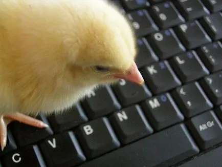 Vezeték nélküli internet-hozzáférés a laptop (korlátlan vezeték nélküli internet-hozzáférés) Vezeték nélküli internet-hozzáférés a laptop