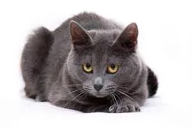 Плах котка, домашни любимци ми (домашни любимци) Плах котка, моите домашни любимци