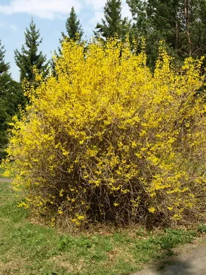 Завод Forsythia цвете картина и описание, изрезки размножаване и отглеждане на Forsythia в градината