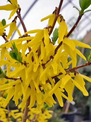 Завод Forsythia цвете картина и описание, изрезки размножаване и отглеждане на Forsythia в градината