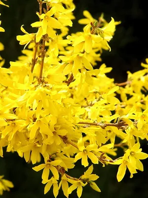 Завод Forsythia цвете картина и описание, изрезки размножаване и отглеждане на Forsythia в градината