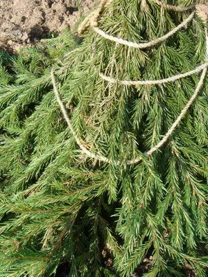 Завод Forsythia цвете картина и описание, изрезки размножаване и отглеждане на Forsythia в градината