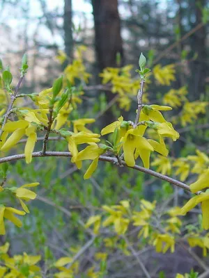 Завод Forsythia цвете картина и описание, изрезки размножаване и отглеждане на Forsythia в градината