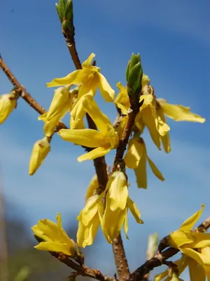 Завод Forsythia цвете картина и описание, изрезки размножаване и отглеждане на Forsythia в градината